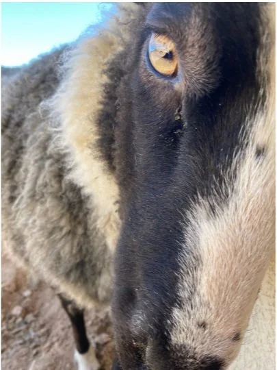 Delilah — Sheepy Life